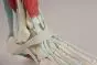 Squelette du pied avec ligaments Erler Zimmer 6052