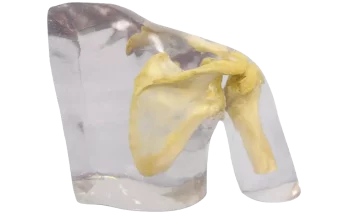 Fantôme radiographique de l'épaule Erler Zimmer