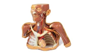 Modèle anatomique de tête, cou et épaule avec angiosomes Erler Zimmer