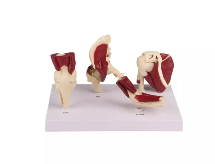 Ensemble d'articulation miniature du muscle 4660 Erler Zimmer