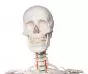 Squelette humain Oscar 2960 Erler Zimmer