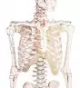 Squelette miniature „Daniel“ avec marquage des muscles 3035 Erler Zimmer