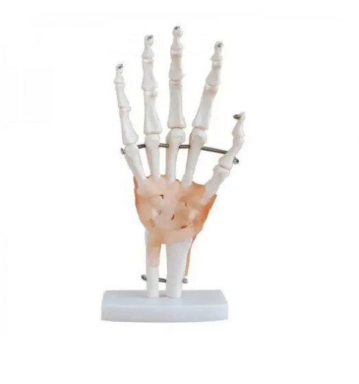 Modèle de squelette de main avec ligaments Mediprem