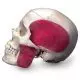 Crâne combiné transparent-osseux, 8 parties A282