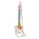 Colonne vertébrale flexible didactique + moignons de fémur A58/9