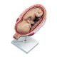 Fœtus à 7 mois, position normale L10/8