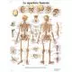 La planche anatomique du squelette humain VR2113L