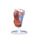 Larynx, en 2 parties G22
