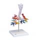 CT de l'arbre bronchique avec le larynx G23