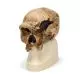 Homo sapiens steinheimensis- Steinheim VP753/1
