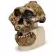 Australopithecus boisei  - KNM-ER 406, Omo L. 7a-125 VP755/1