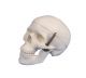 Modèle de crâne miniature en 3 parties 4650/1 Erler Zimmer