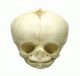 Modèle de crâne de fœtus 34 semaines 4747 Erler Zimmer