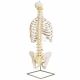 Colonne vertébrale classique flexible avec thorax A56