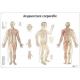 Planche anatomique d'acupuncture corporelle VR2820L