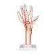 Squelette de la main avec artères M17