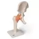 Articulation de la hanche - modèle fonctionnel A81