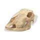 Crâne de mouton (Ovis aries) T30018
