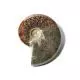 Modèle d'Ammonite poncêe 3B Scientific U75015