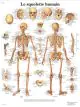 Planche anatomique Le squelette humain VR2113UU