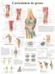 Planche anatomique L'articulation du genou VR2174UU