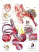 Planche anatomique L'oreille humaine VR2243UU
