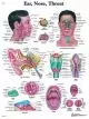 Planche anatomique La gorge, le nez, les oreilles VR2247L