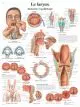 Planche anatomique Le larynx VR2248UU