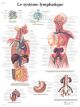 Planche anatomique Le système lymphatique VR2392UU