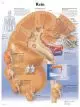 Planche anatomique Rein VR2515L