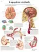 Planche anatomique L'apoplexie cérébrale VR2627UU