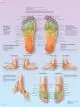 Planche anatomique Massage des zones réflexes  des pieds VR2810UU