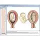CD-ROM Embryologie et développement 3B Scientific W13531