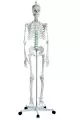 Squelette Oscar