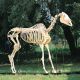 Squelette de cheval T30014