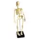 Squelette miniature pour mini-budget W18001 3b Scientific
