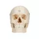 Crâne avec structures osseuses, 6 parties A281