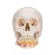 Crâne classique avec mandibule ouverte, en 3 parties A22