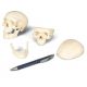 Crâne miniature en 3 parties A18/15