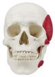 Crâne avec muscles masticateurs en 2 parties 4512 Erler Zimmer