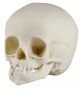 Crâne, bébé de 14 mois Erler Zimmer 4777