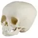 Crâne de bébé de 15 mois Erler Zimmer 4740