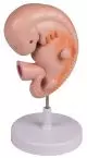 Modèle d'embryon humain 4 semaines L215 Erler Zimmer