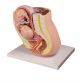 Coupe anatomique du bassin avec fœtus de 32 semaines L220 Erler Zimmer