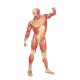 Planche anatomique La musculature, humaines, vue frontale V2003U