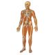 Planche anatomique Le squelette humain, avec ligaments V2001U