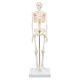 Mini-squelette Shorty, sur socle A18