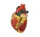 Modèle de coeur agrandi en 3 parties