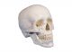 Modèle de crâne en 3 parties numéroté 4505 Erler Zimmer