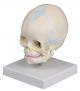 Modèle de crâne de fœtus de 30 semaines 4519 Erler Zimmer